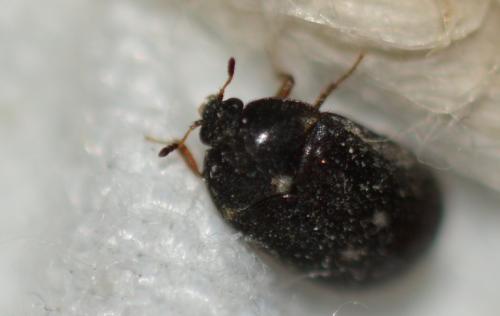 Attagenus pellio